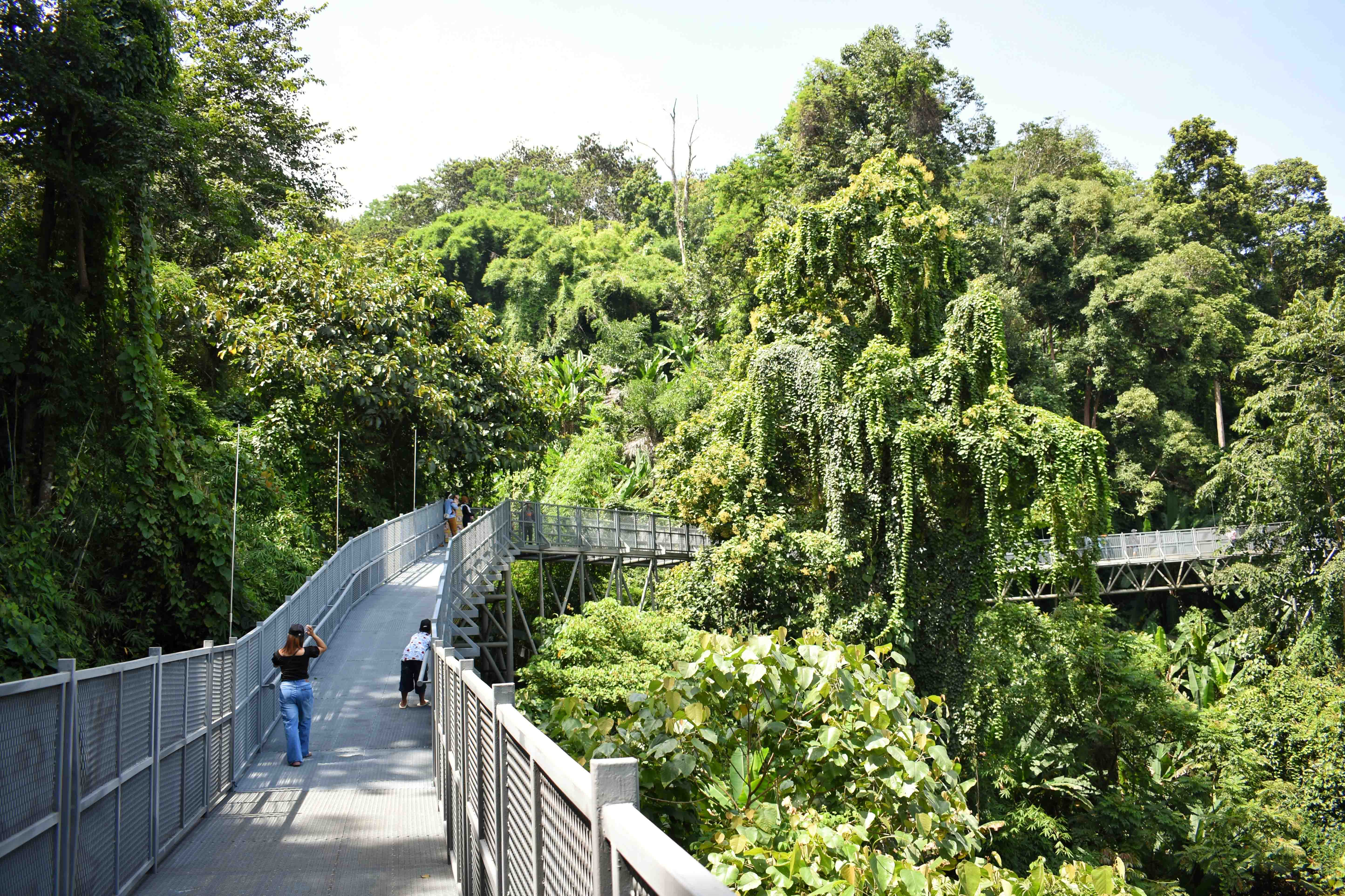 Book Tamborine Rainforest Skywalk Tickets 2024 Gold Coast Attractions